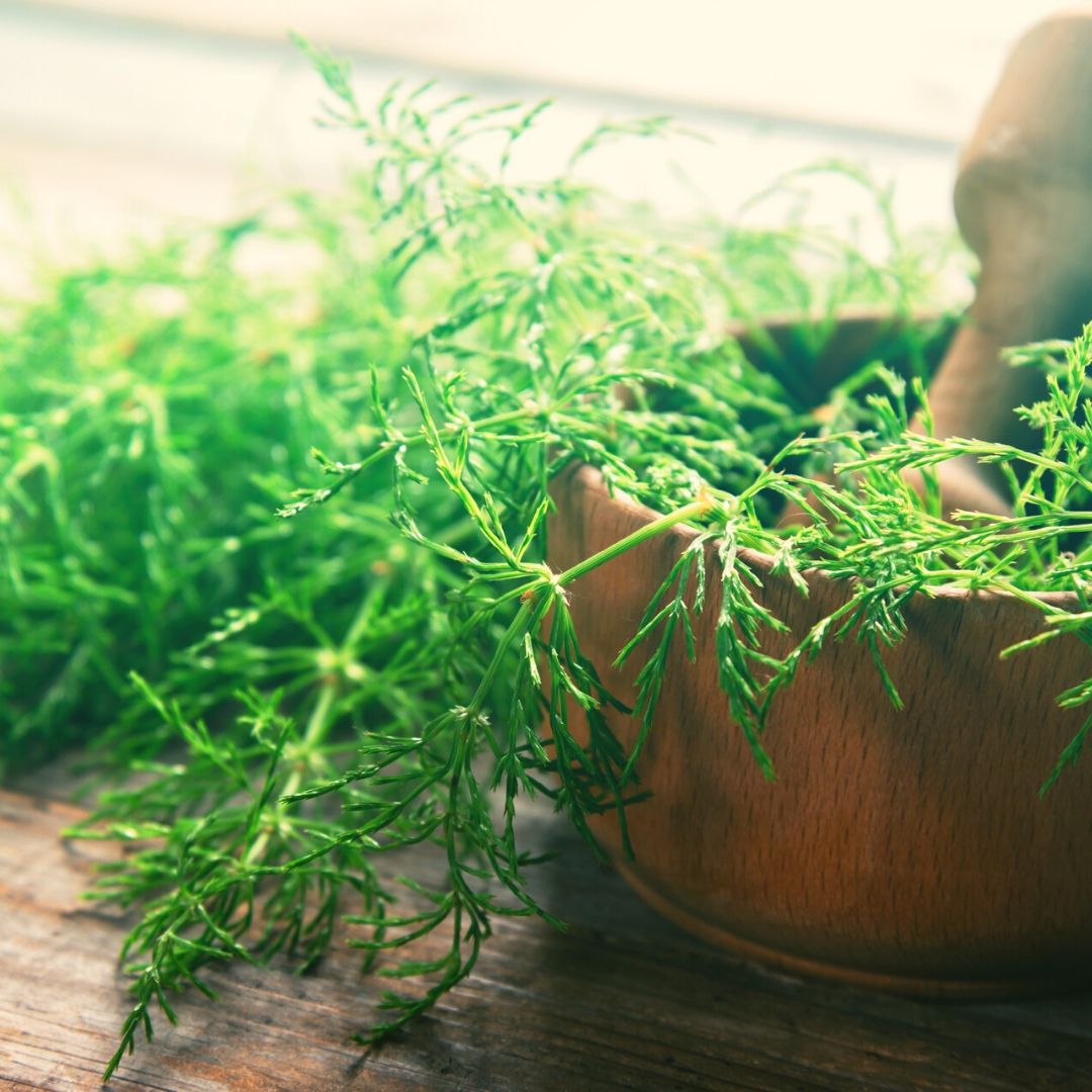 Les plantes qui aident le corps à éliminer
