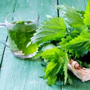 Ayurveda et plantes médicinales : découvrir et développer nos connaissances