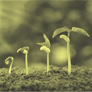 Préservation du patrimoine génétique des plantes : choix de semences et biodiversité