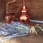 Le monde de la nature et des plantes médicinales