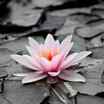 Vivre le moment présent avec la pleine conscience