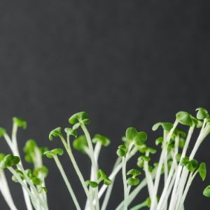 Pousses et germination