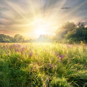 Solstice d'été, rafraîchir Pitta