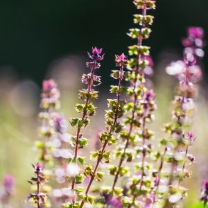 Ayurveda et la santé parfaite